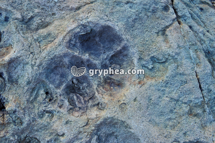 Traces dinosaure Emosson - gryphea.org